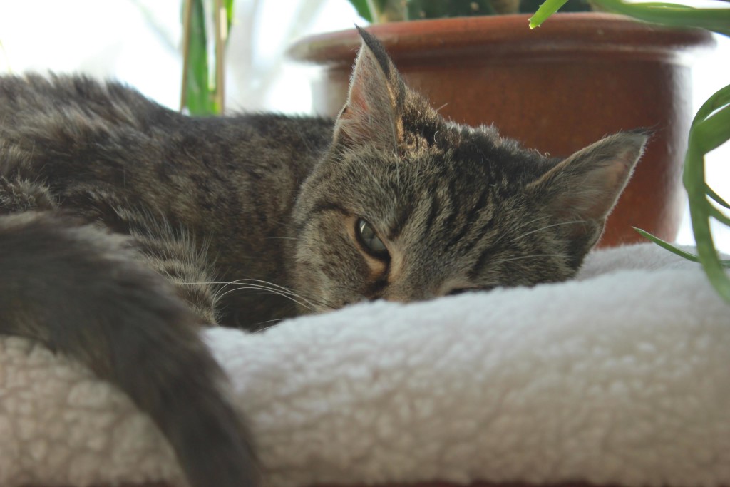 Close-up of a gray tabby cat resting its head on a soft white blanket near a potted plant, calm and cozy mood.
